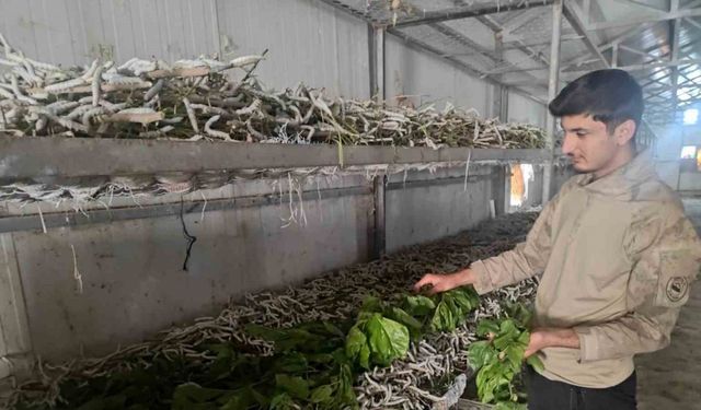 Kilosu bin lira olan ipek böcekciliği, Batman’da 150 ailenin önemli geçim kaynağı arasında yer alıyor