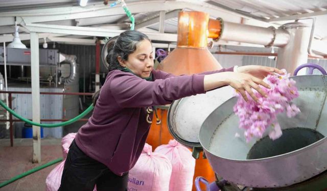 Küresel ısınma ve don gül üretimini vurdu, rekolte yarı yarıya düştü