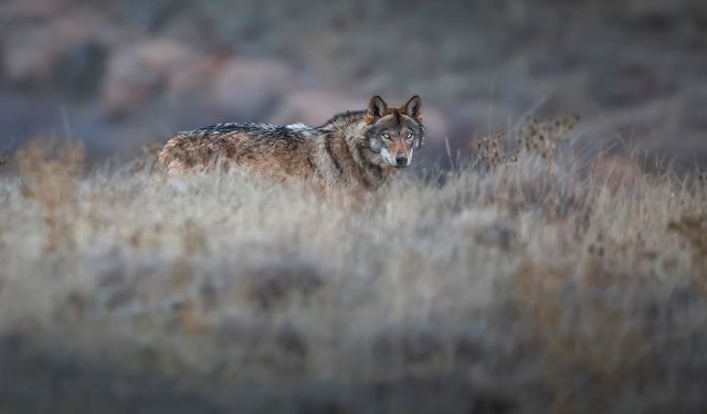 Kurt popülasyonundaki artış Kangal köpeğine talebi arttırdı