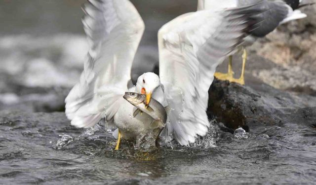 Martıların balık avı