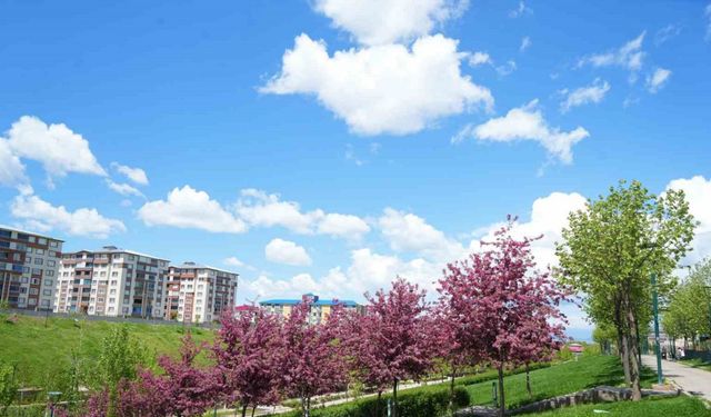 Muş’ta çiçek açan meyve ağaçları kartpostallık görüntüler oluşturdu