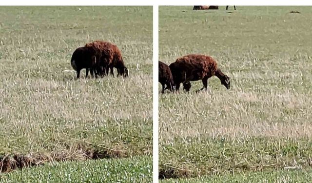 Nadir görülen sığır balıkçılı Diyadin’de