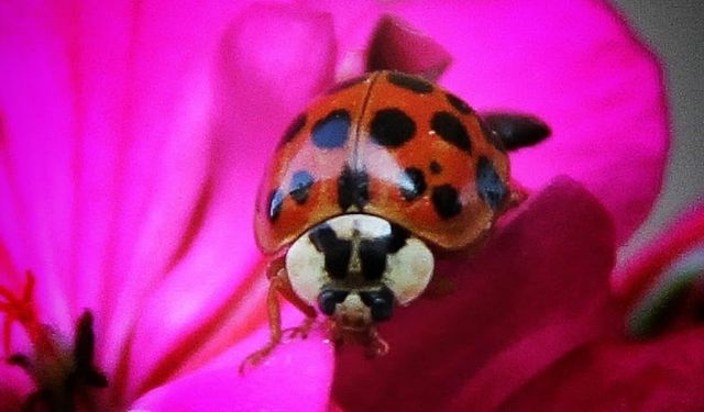 Nadir, uğur böceği türü görüntülendi