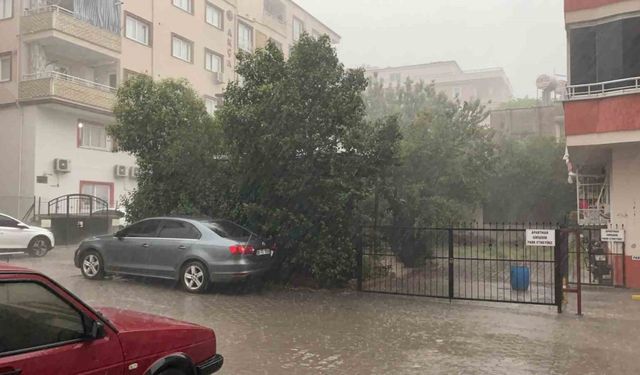 Osmaniye’de fırtına ağaçları kökünden söktü