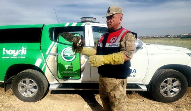 Şanlıurfa’da yaralı kızıl şahin tedavi altına alındı