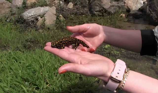Siirt’te nesli tükenme tehlikesi altında olan benekli semender görüntülendi