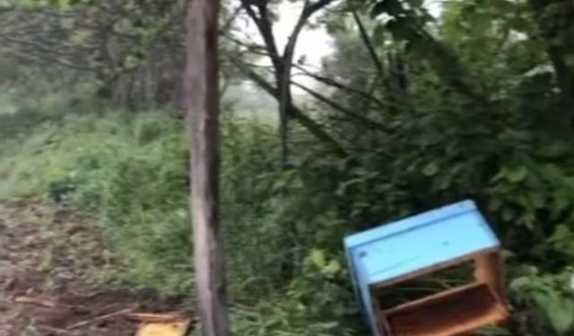 Sinop’ta aç kalan ayı, arı kovanlarına saldırdı