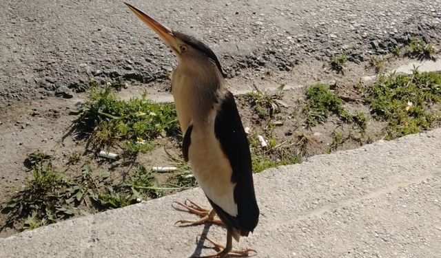 Sinop’ta nesli tükenmekte olan balaban kuşu görüldü