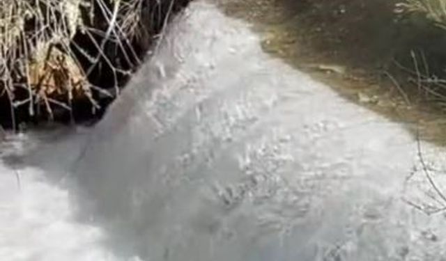 Siraz balıklarının akıntıya karşı göçü başladı