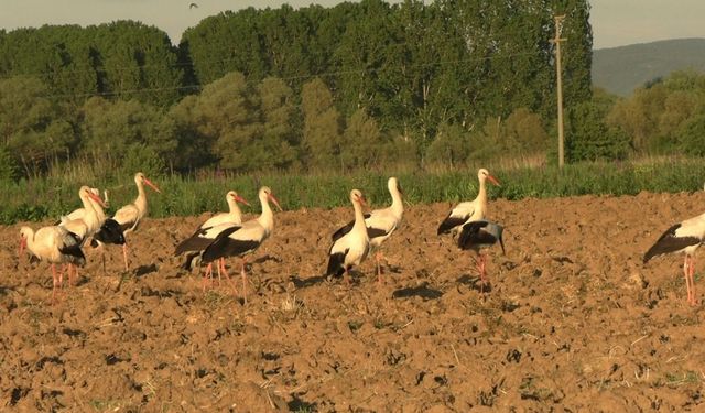 Tavşanlı’da ikinci kez leyleklerin göçü, ilçe sakinlerine sürpriz yaşattı