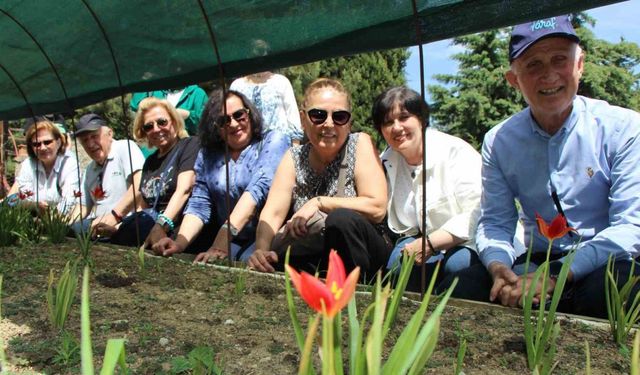 Yitik Türk lalesi sadece 2 hafta çiçek açıyor