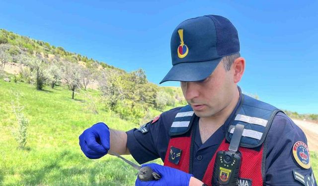 Yozgat’ta yaralı bulunan Ebabil kuşu emin ellerde