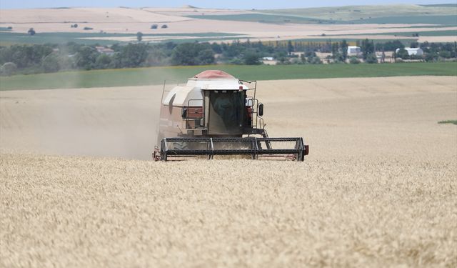 Edirne'de buğday üreticilerinin hasat mesaisi başladı