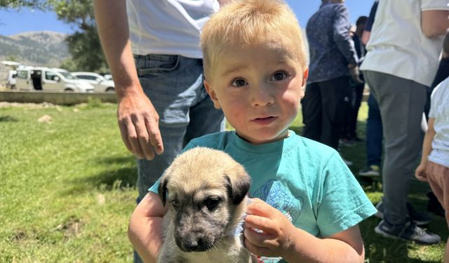 Isparta'da küçükbaş hayvan yetiştiricilerine çoban köpeği dağıtıldı