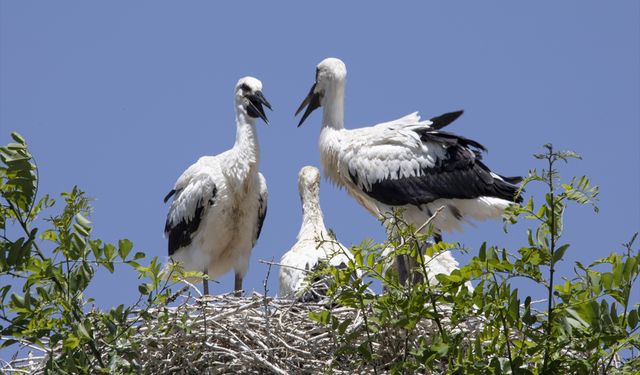 Leylek çifti "Emrah" ve "Selvihan"ın 4 yavrusuna isim arıyorlar