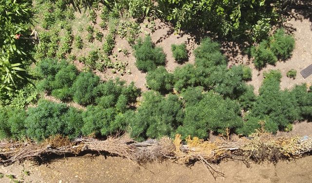 Osmaniye'de evinin bahçesinde Hint keneviri yetiştiren şüpheli gözaltına alındı