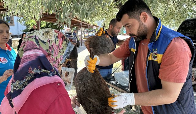 Sinop'ta kaçak avlanan 1611 kalkan balığı ele geçirildi