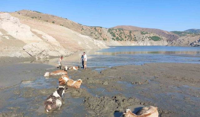 Bataklığa saplanan 6 inek kurtarıldı