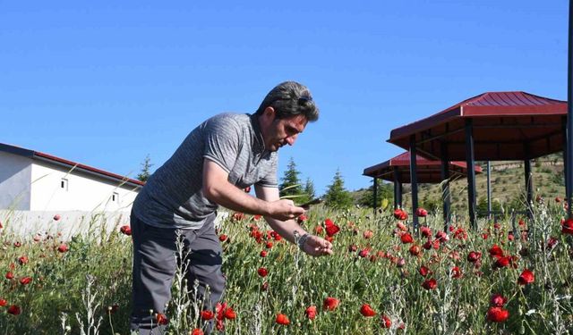 Binlerce gelincik doğayı adeta kırmızıya boyadı