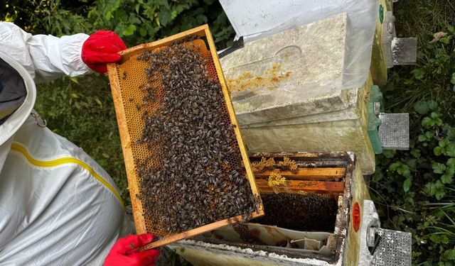 Dedesinin nasihatiyle başladı, şimdi 1 ton bal hedefliyor