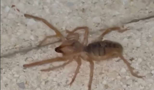 Elazığ’da zehirli etçil sarı kız örümceği görüntülendi