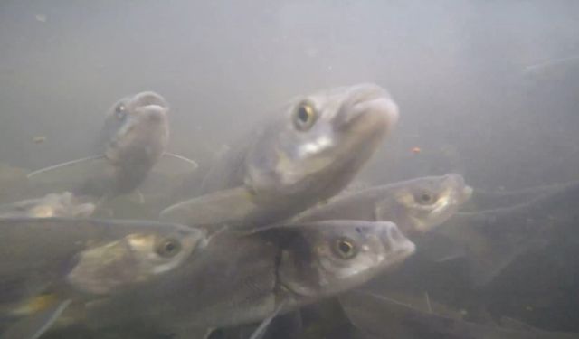 İnci kefalinin tersine göçü su altından görüntülendi