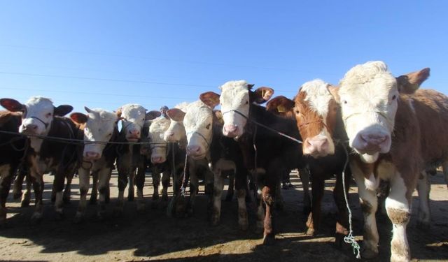 Kırsalda Bereket Hayvancılığa Destek Projesi kapsamında gebe düve dağıtımlarına başlanacak