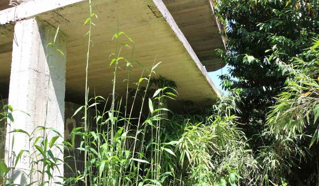 Mahalle sakininden kamış isyanı: "Bir kaç sene sonra köy kapanır"