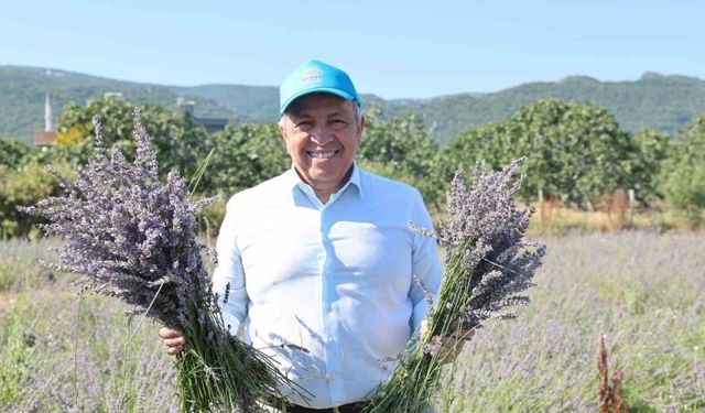 Nilüfer’de lavanta hasadı başladı