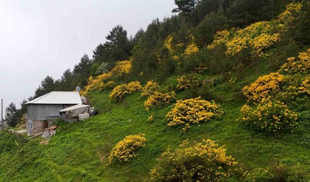 Sarı zifin çiçekleri Zigana’yı renklendirdi