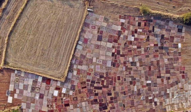 Tarlalarda milyonluk halı nöbeti başladı
