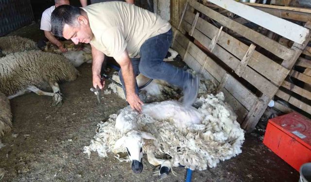 Yozgat’ta koyun kırkma mesaisi başladı