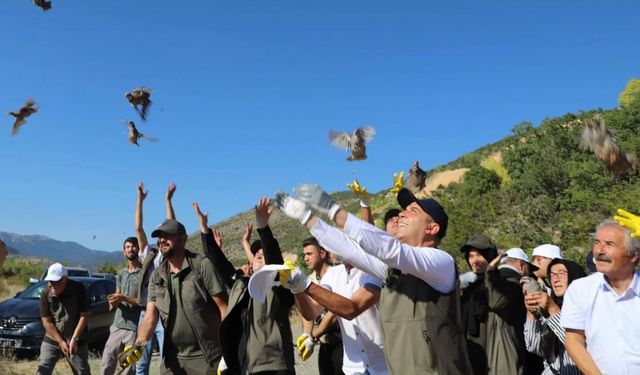 Çankırı'da 600 kınalı keklik doğaya bırakıldı