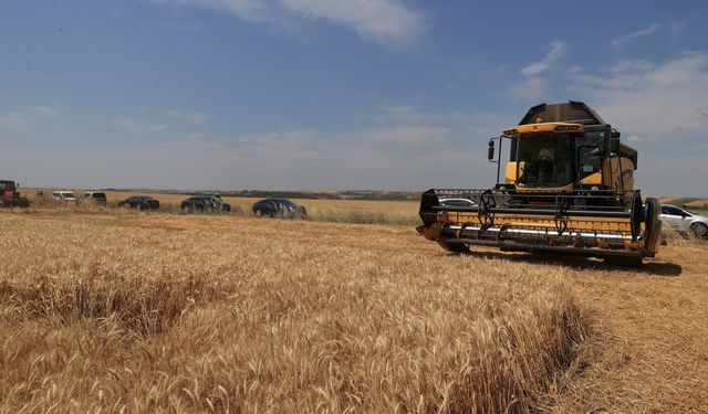 Edirne Valisi Sezer biçerdöverle buğday hasadı yaptı