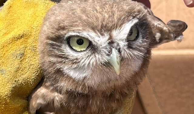 Erzincan'da yaralı bulunan baykuş yavrusu tedavi altına alındı