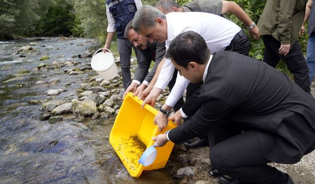 Gümüşhane'deki Çit Deresi'ne 10 bin alabalık yavrusu bırakıldı