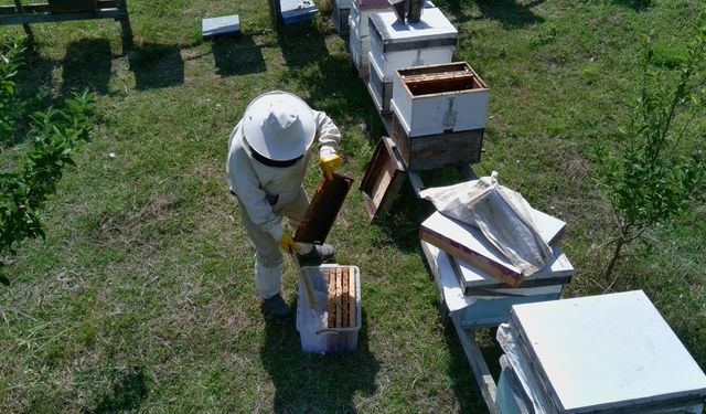 Gür ormanlarda üretilen tescilli Sinop kestane balının hasadı tamamlandı