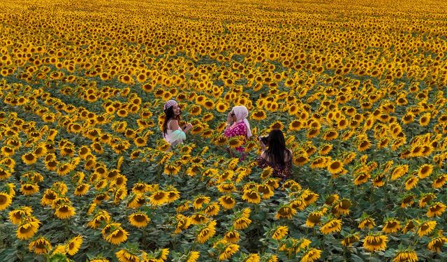 Karaman'da sarıya bürünen ayçiçeği tarlaları, fotoğraf tutkunlarını ağırlıyor
