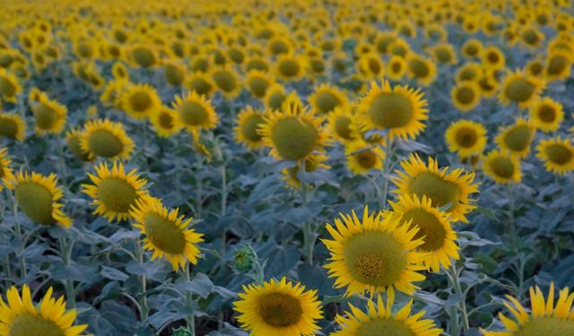 Kırklareli'nde "gündöndü" tarlaları doğaya renk kattı