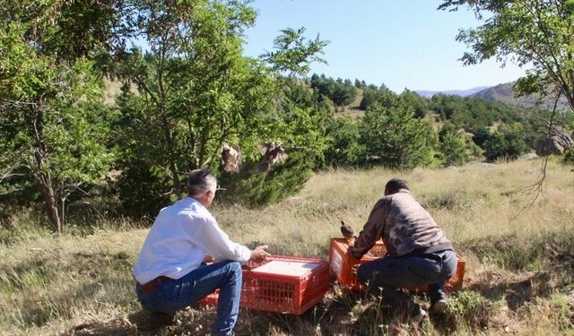 Kırşehir'de 600 kınalı keklik doğaya bırakıldı