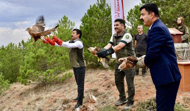 Kırşehir'de tedavi edilen 25 kuş, Bozkır Dağları'na yeniden kanat çırptı