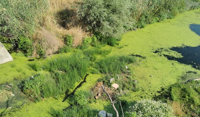 Kuraklık nedeniyle debisi düşen Lüleburgaz Deresi'nin yüzeyi yosunla kaplandı