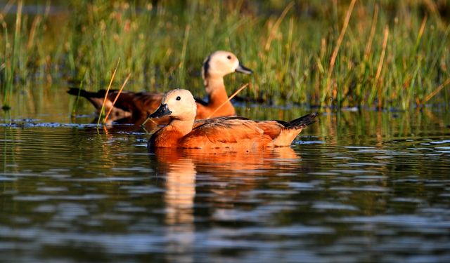 Sarıkamış'ın sulak alanları yaban kuşlarına ev sahipliği yapıyor