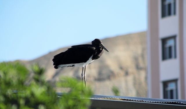 Türkiye'de nadir görülen kara leylek Malatya'da görüntülendi