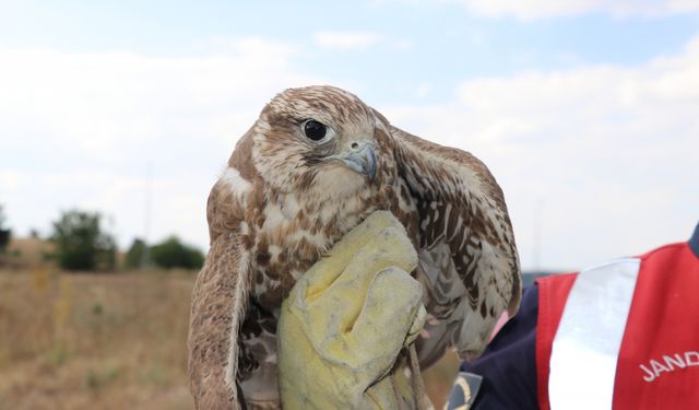 Yozgat'ta bitkin bulunan ulu doğan koruma altına alındı