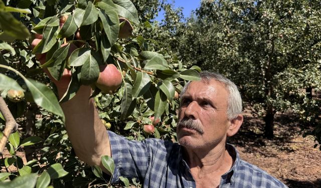 Zonguldaklı emekli madenci Deveci armudu üreticisi oldu