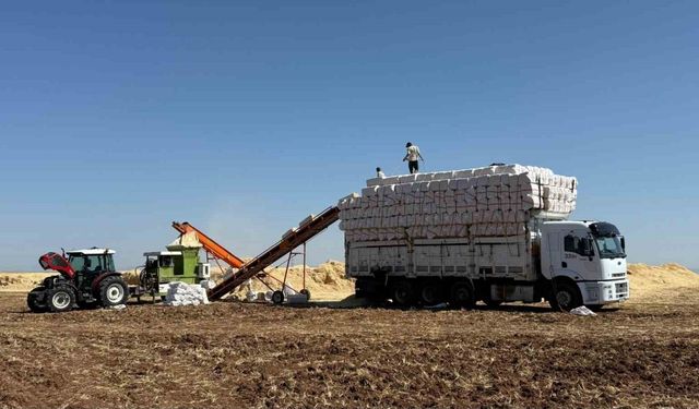 45 derece hissedilen sıcak havada saman yüklüyorlar