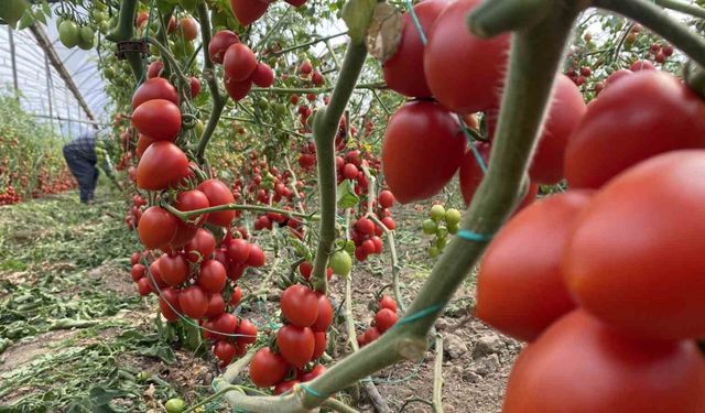 Antalya hallerinde haziran ayında domates yıllık miktarda yüzde 86 arttı