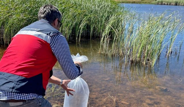 Aslanapa’da baraj ve göletlere 118 bin aynalı sazan yavrusu bırakıldı