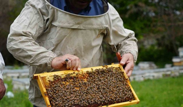 Bal verimi yüzde 40 düştü